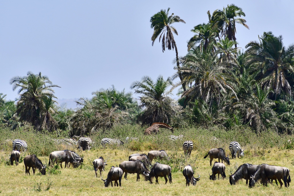 Amboseli Nat. Reserve